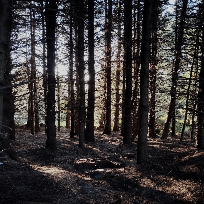 'The Fleeting Gleaned' is a composition made using sounds from the artist's childhood home.